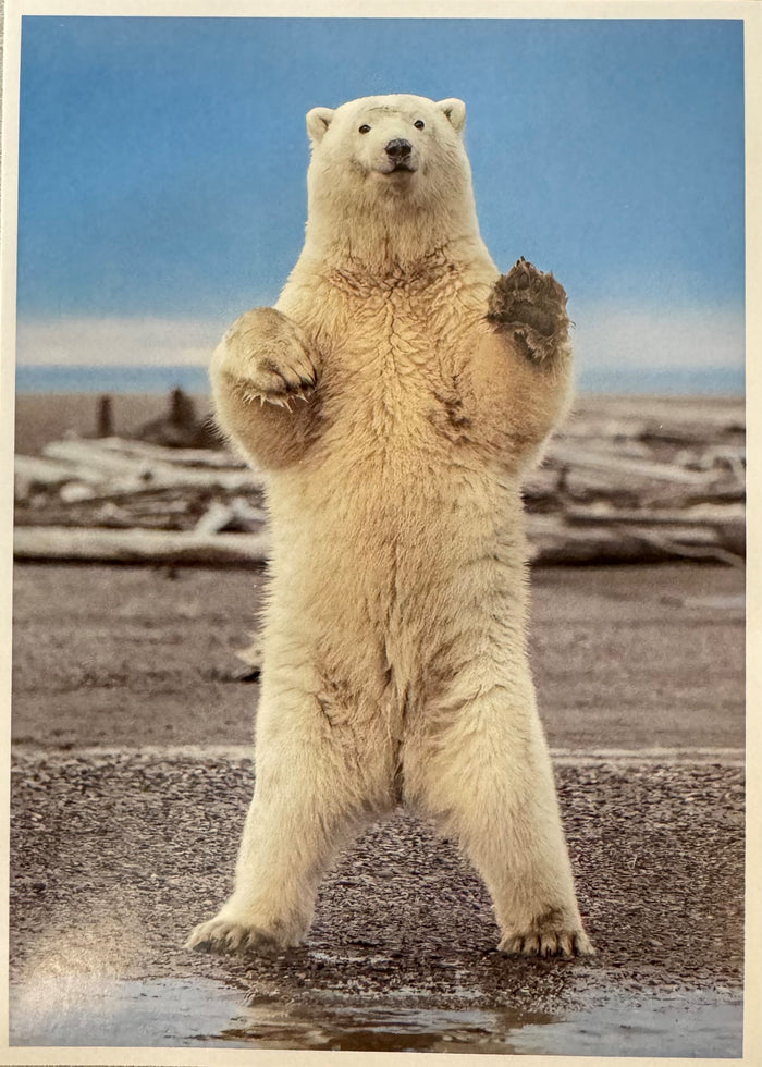 Alaska Holiday Card Pack