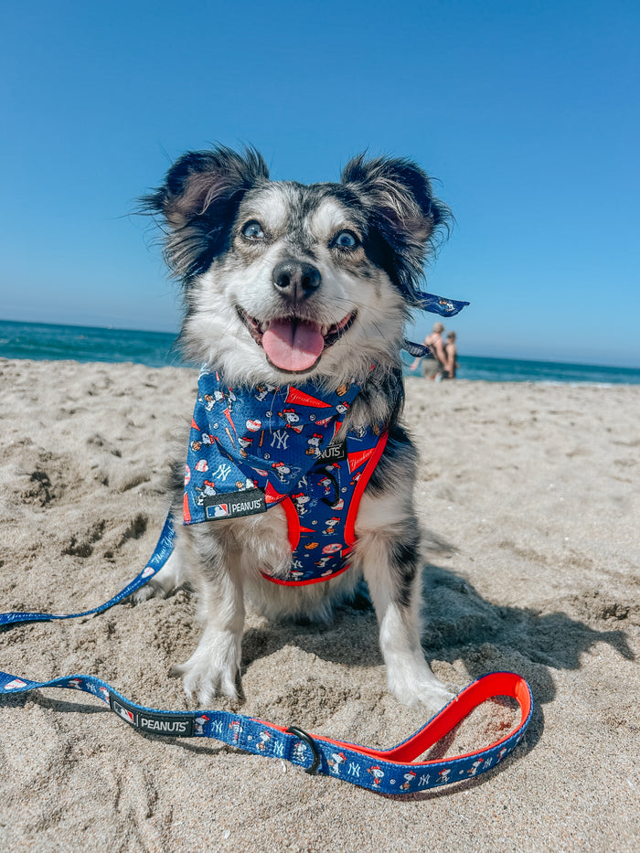 A happy black and white dog in a blue Sassy Woof Dog Bandana - MLB™ x Peanuts™ New York Yankees™ sits on a sandy beach under a clear blue sky, with the ocean and a person visible in the background.
