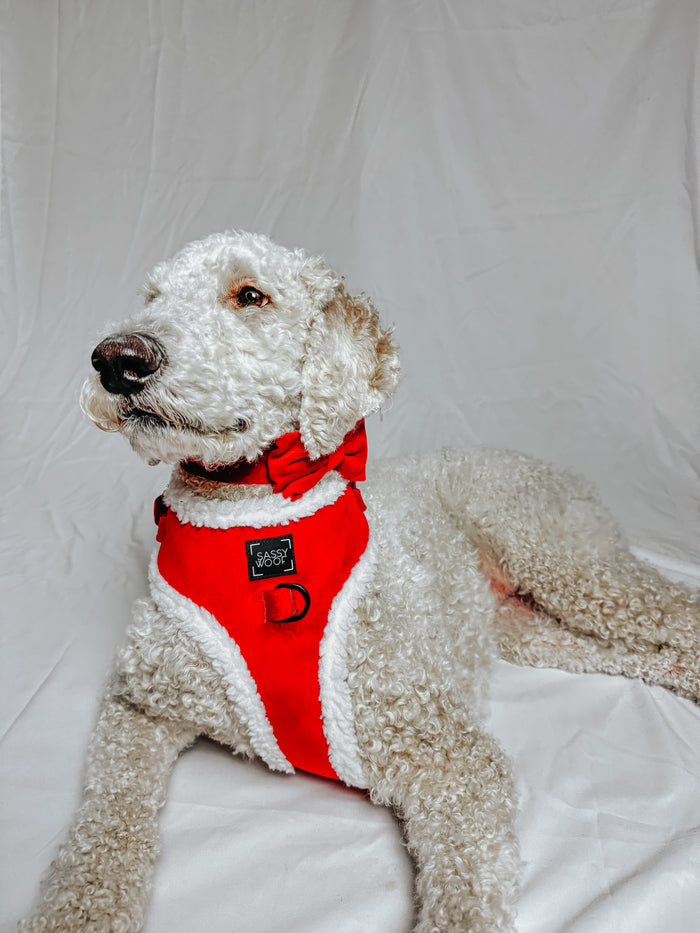 A curly-haired white dog wears the Sassy Woof Dog Bowtie - Naughty, featuring a red bowtie, while lying on a white fabric backdrop and looking off to the side.