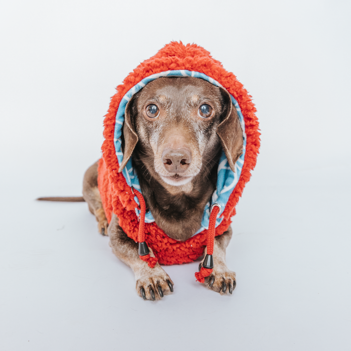 A brown dachshund wears the Sassy Woof Dog Reversible Sherpa Jacket - Marvel’s Spider-Man, lounging on a white background with its ears tucked inside the fuzzy hood and looking directly at the camera.