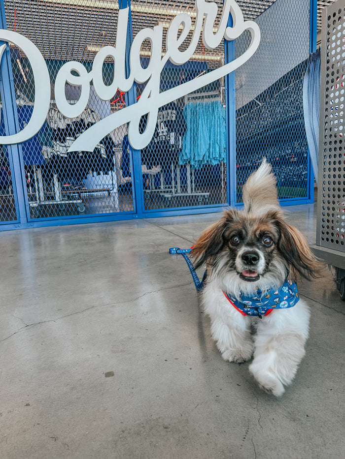 A fluffy dog in the Sassy Woof Harness Three Piece Bundle - MLB™ x Peanuts™ Los Angeles Dodgers™ walks indoors on concrete, passing a large “Dodgers” sign and blue merchandise behind a mesh fence.