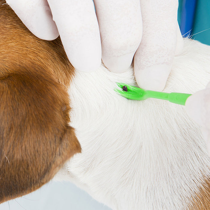 A gloved person using a plastic tick tool to remove a tick from a dogs skin