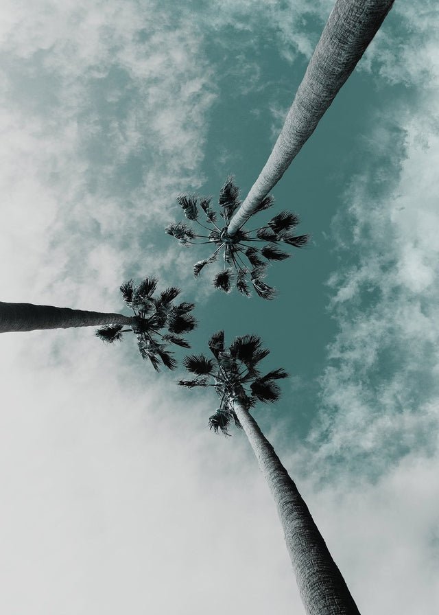 3 Palm Trees Perspective Print
