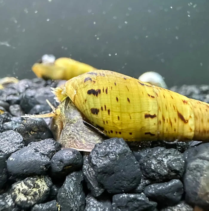 Three tiger chopstick snails stenomelania acutospira yellow with dark brown spots and textured shells on black gravel
