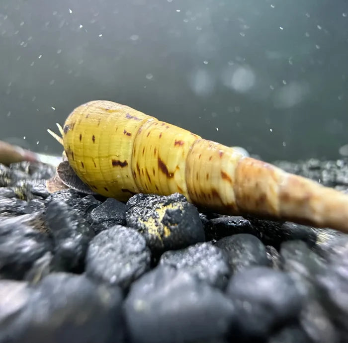 A yellow and brown spotted conical tiger chopstick snail shell resting on dark gravel for aquarium use