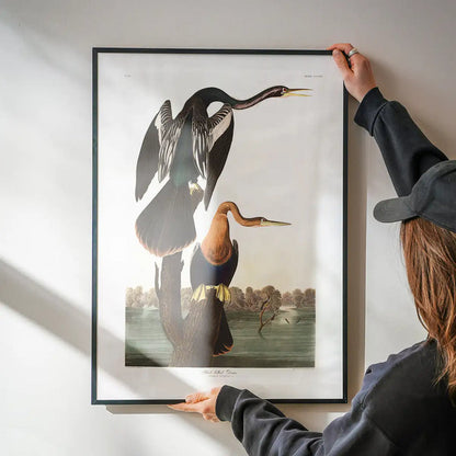 Black Bellied Darter Vintage Antique Bird Print being hung on a wall in a black frame