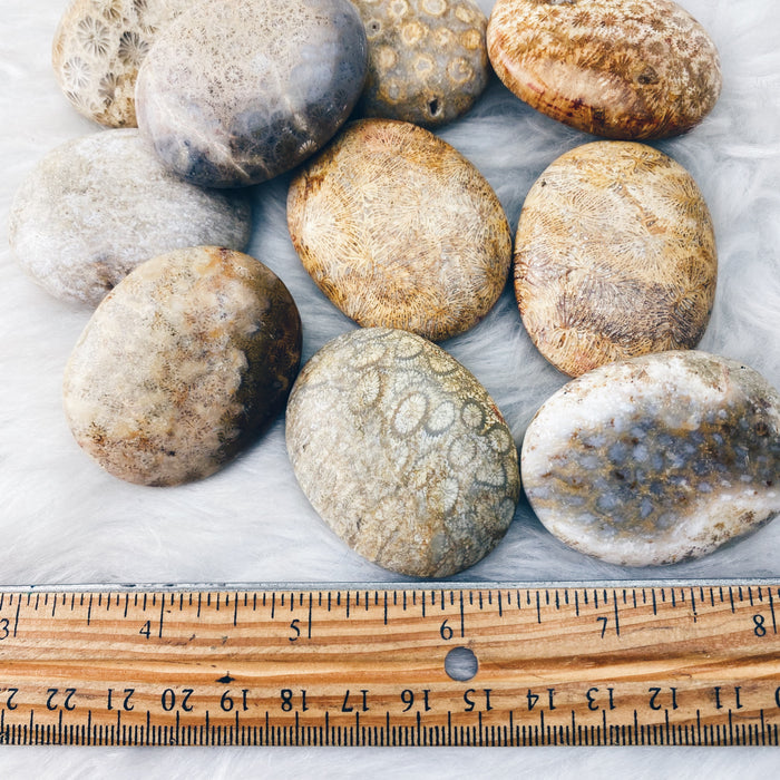 Coral (Fossil)  Palm Stone - The Bead N Crystal & Enclave Gems
