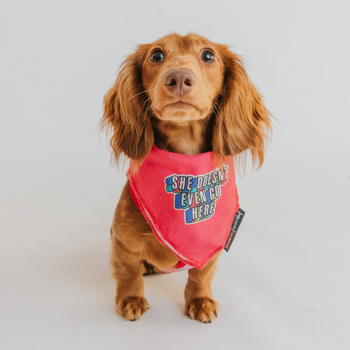 A brown dachshund puppy faces forward wearing the Sassy Woof Dog Bandana - Mean Girls™ She Doesn't Even Go Here. The bright pink bandana features the bold quote, perfect for fans of dog fashion. The background is plain white.