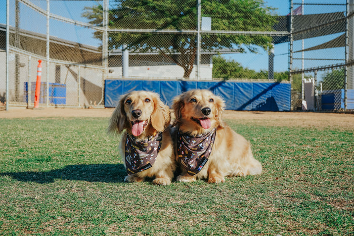 Two golden long-haired dachshunds sit side by side on grass, both wearing the Sassy Woof Dog Bandana - MLB™ x Peanuts™ San Diego Padres™, with a fence and trees in the background, happily looking ahead with tongues out.