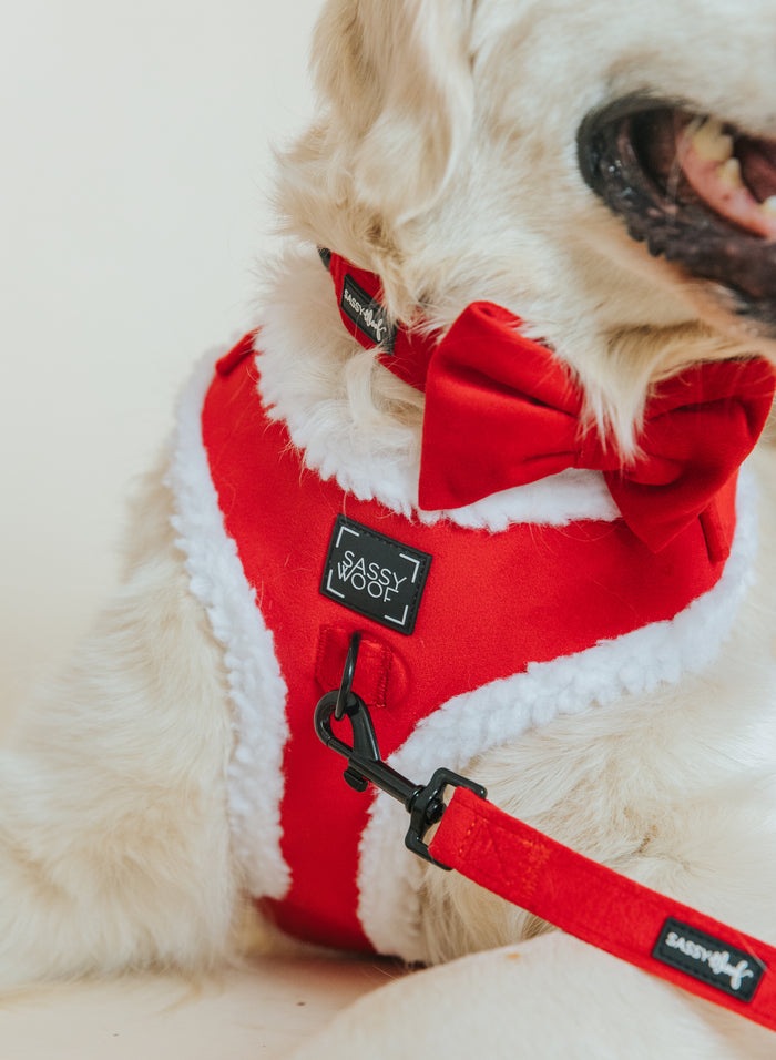 A dog wearing the Sassy Woof Dog Bowtie - Naughty and a festive harness.