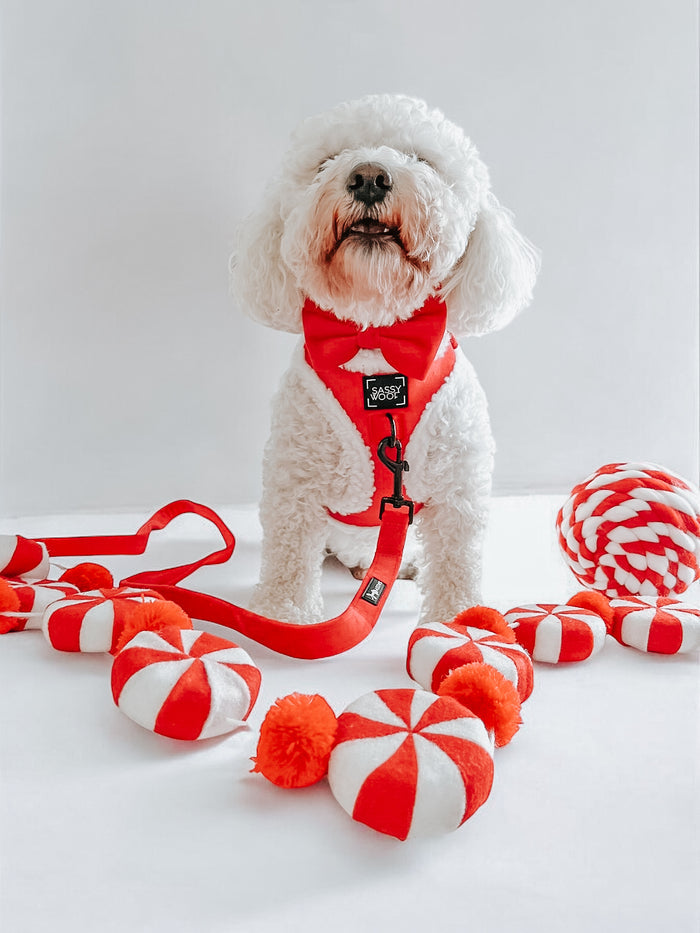A fluffy white dog wearing the Sassy Woof 'Naughty' Dog Bowtie sits on a white background, surrounded by red and white plush toys, toy candies, a braided rope ball, and a cheerful leash for a playful holiday scene.