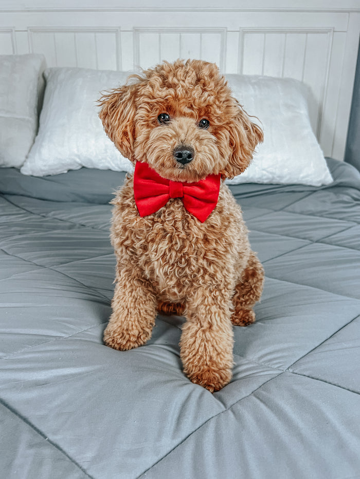 A fluffy brown poodle wears the Sassy Woof Dog Bowtie - Naughty and a festive harness, sitting on a neatly made bed with gray bedding and white pillows, gazing at the camera.
