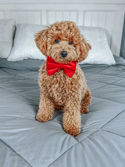A fluffy brown poodle wears the Sassy Woof Dog Bowtie - Naughty and a festive harness, sitting on a neatly made bed with gray bedding and white pillows, gazing at the camera.