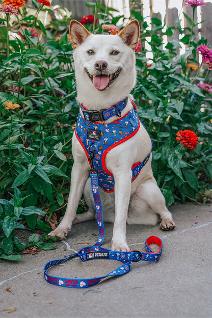 A happy white dog wears a blue harness and a Sassy Woof Dog Collar - MLB™ x Peanuts™ Chicago Cubs™, featuring cartoon patterns, while sitting on a sidewalk surrounded by colorful flowers and greenery.