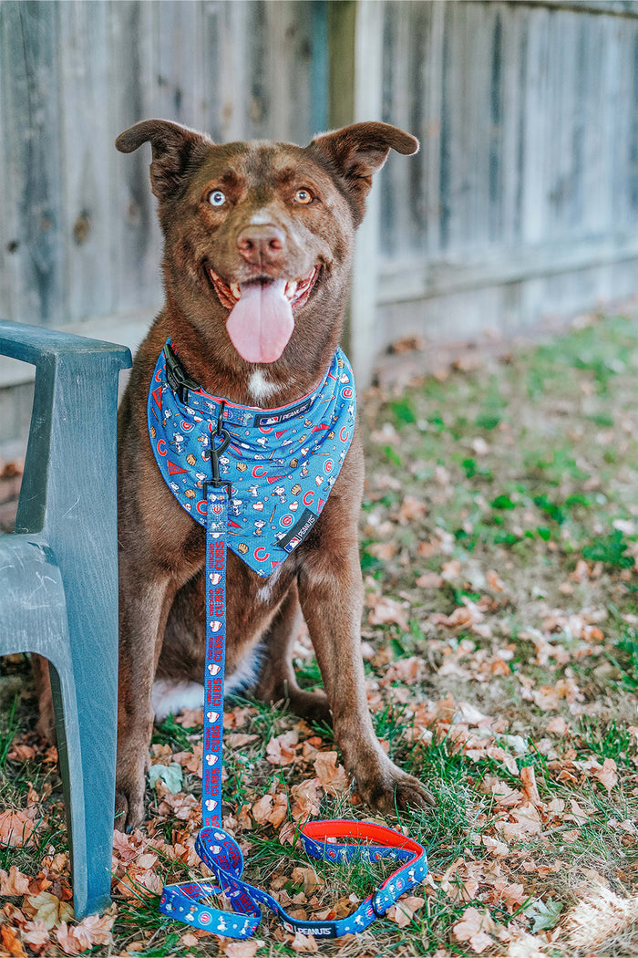 A brown dog with light eyes sits on grass and dry leaves near a wooden fence, wearing a Sassy Woof Dog Collar – MLB™ x Peanuts™ Chicago Cubs™, a blue patterned bandana, and matching leash, with its tongue out by a gray plastic chair.