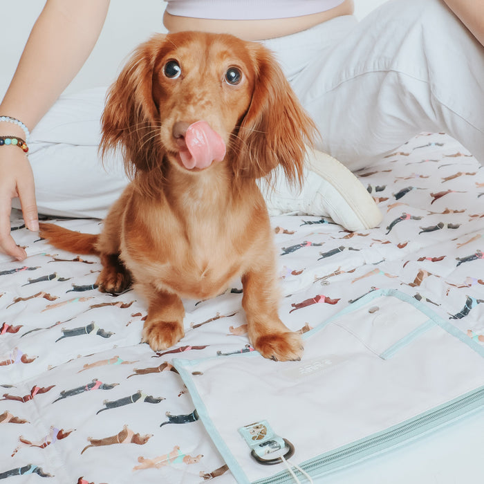 A brown dachshund sits on the Sassy Woof Dog Picnic Blanket - Dainty Dachshunds next to a person in white pants and a light purple top, with a small bag featuring a photo keychain in the foreground.