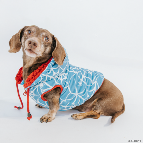A brown dachshund wears the Sassy Woof Dog Reversible Sherpa Jacket - Marvel’s Spider-Man, a blue hoodie with white web pattern and red trim, while sitting on a white background and looking up curiously.