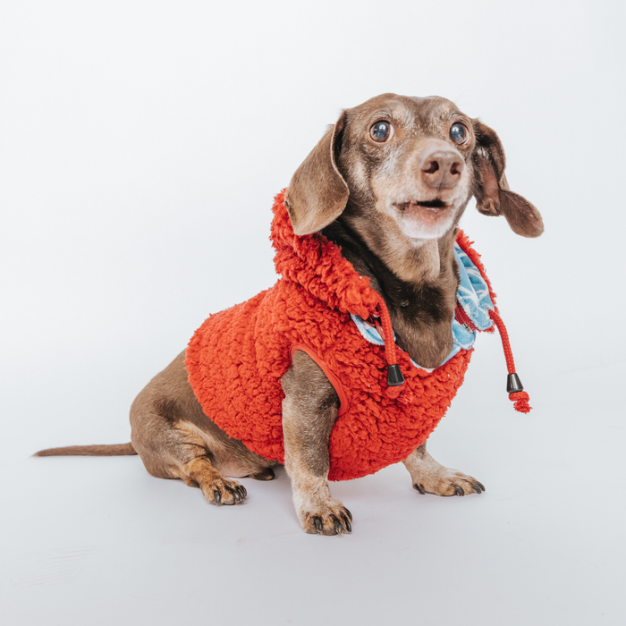 A brown dachshund wearing the Sassy Woof Dog Reversible Sherpa Jacket – Marvel’s Spider-Man, featuring a fluffy red hood and blue accents, sits on a white background and looks up with its mouth slightly open.