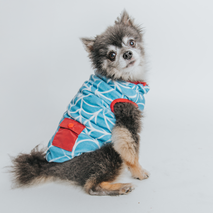 A small black and white dog with fluffy fur sits and looks up, wearing the Sassy Woof Dog Reversible Sherpa Jacket - Marvel’s Spider-Man, featuring blue and white patterns with red accents, against a plain white background.