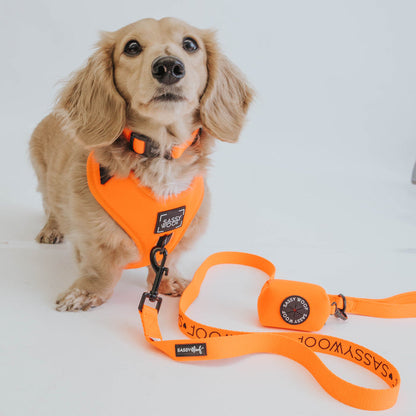 A small, light brown dog wears the Sassy Woof Dog Two Piece Bundle - Neon Orange harness and matching leash on a white background. The adjustable harness ensures comfort, while the leash coils on the floor as the dog looks up.