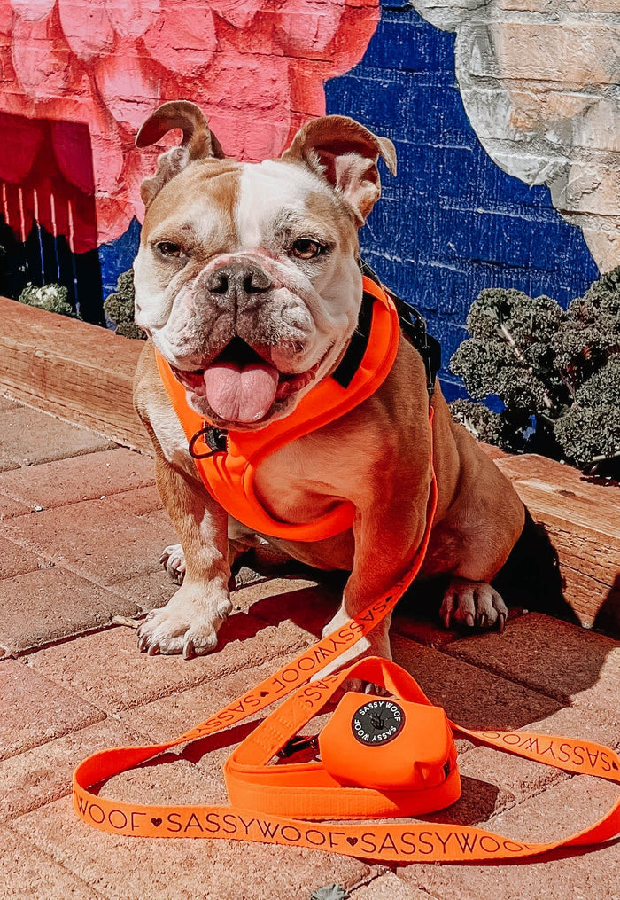 A brown and white bulldog wearing the Sassy Woof Dog Two Piece Bundle - Neon Orange sits on a brick sidewalk, its matching leash coiled in front. The panting dog poses with a colorful mural in the background.