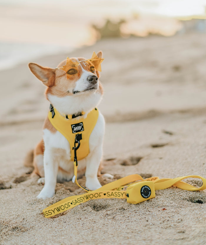 A dog wearing the Sassy Woof Dog Two Piece Bundle - Neon Yellow explores the beach, the vibrant harness and leash set perfect for your puppy's growth.