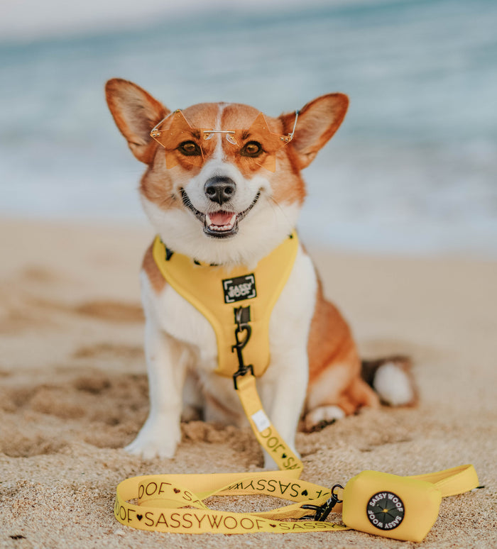 A dog wearing the Sassy Woof Dog Two Piece Bundle in Neon Yellow sits peacefully on the beach.