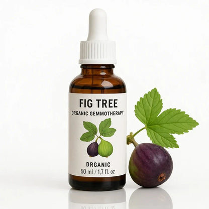 Fig Tree Organic Gemmotherapy