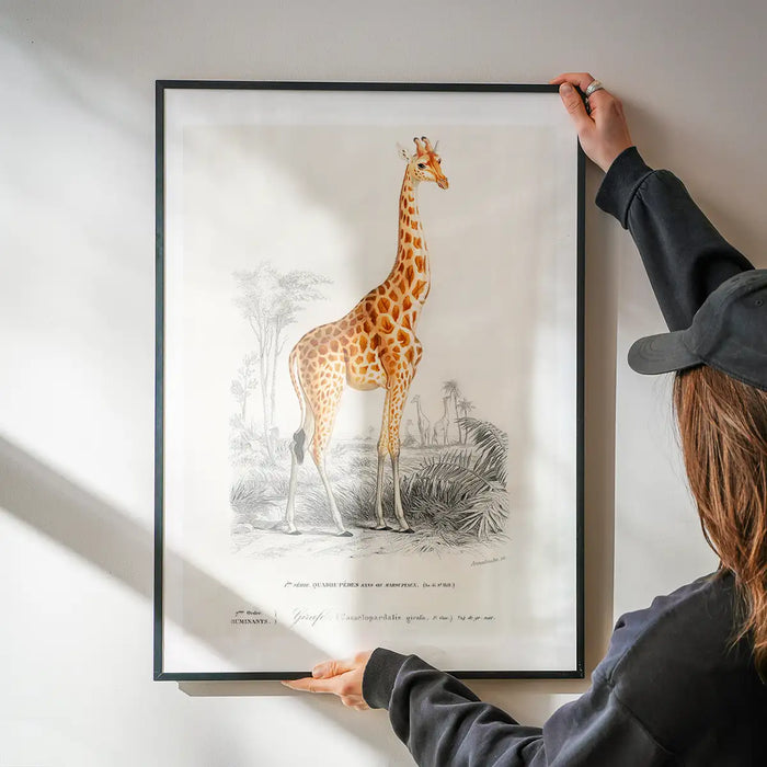 Giraffe Vintage Antique Print being hung on a wall in a black frame