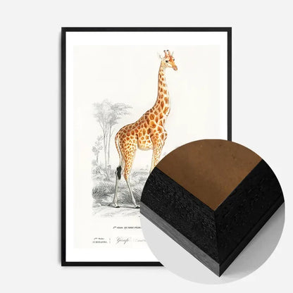 21x30cm | 8¼ x 11¾in / Black Wood Frame