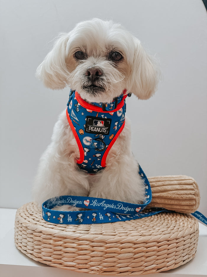 A small white dog wearing the Sassy Woof Harness Three Piece Bundle - MLB™ x Peanuts™ Los Angeles Dodgers™ sits on a woven mat and looks at the camera against a plain light background.
