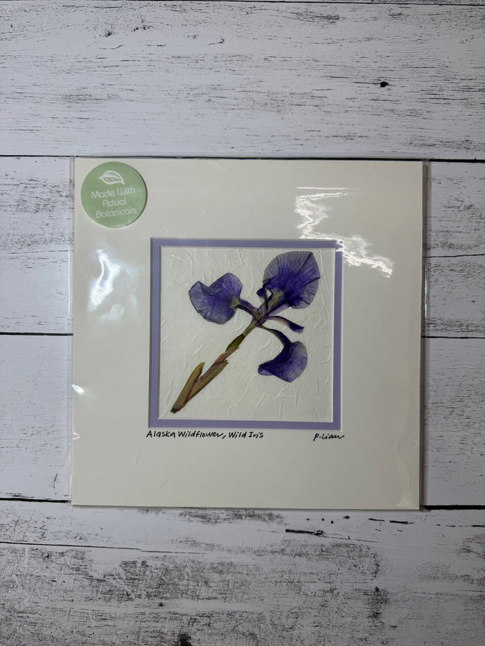 Wildflower-Wild Iris Square (White Mat)