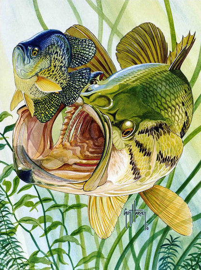 "Largemouth and Crappie" Limited Edition Print