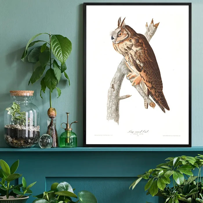 Long Eared Owl Vintage Antique Bird Print black framed on a living room shelf
