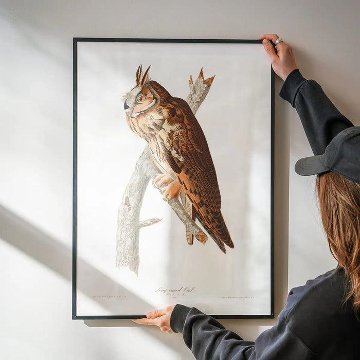 Long Eared Owl Vintage Antique Bird Print being hung on a wall in a black frame