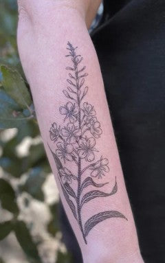 Fireweed