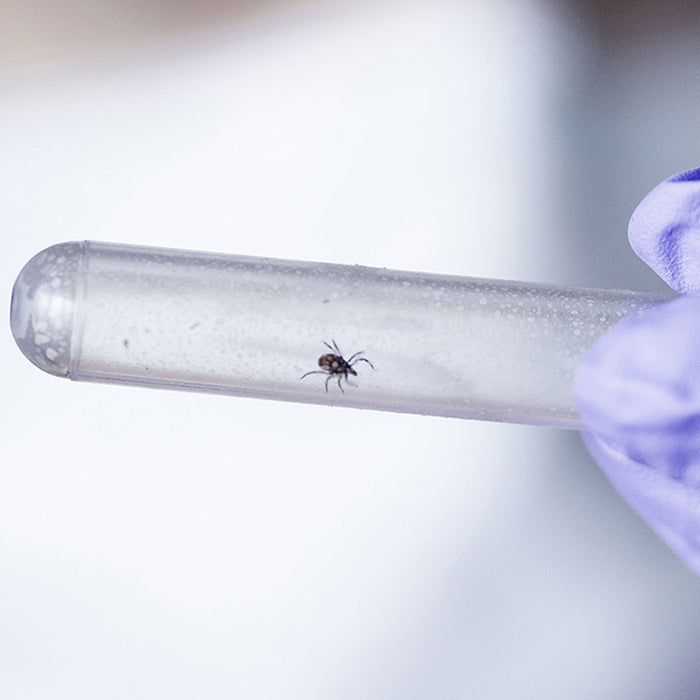A tick being held in a laboratory test tube