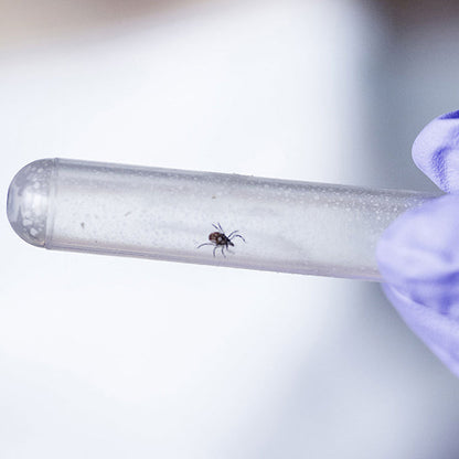 A tick being held in a laboratory test tube
