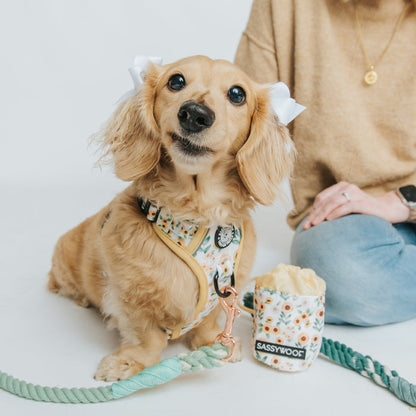 A small, tan dog with white bows on its ears sits beside a person in jeans and a tan sweater. The dog sports a floral harness with a matching leash and the Sassy Woof Treat Pouch - Sunflower Dreams, all shown against a white background.