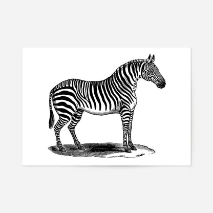 Zebra Vintage Antique Print, unframed in black & white